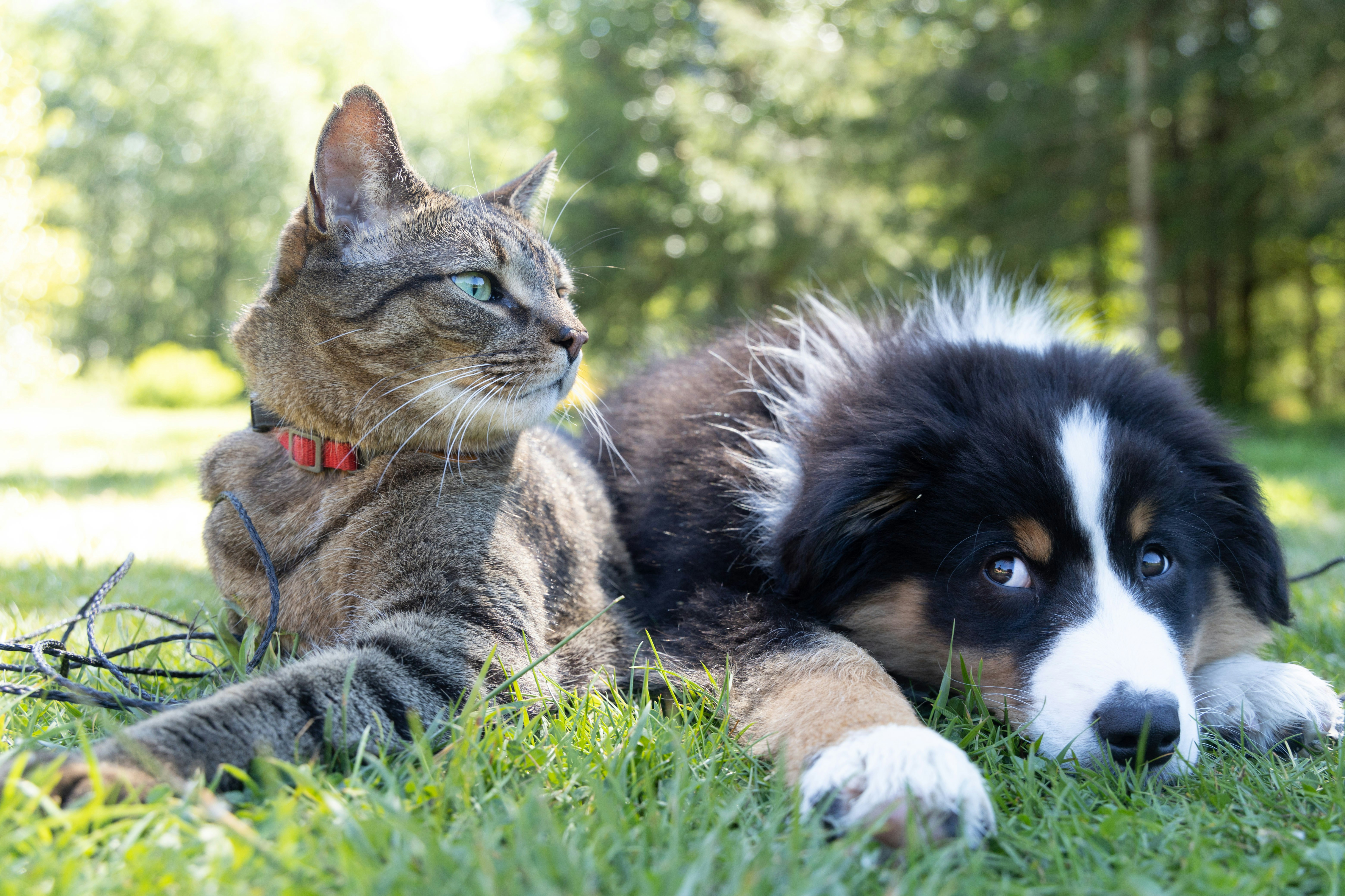 Blog post: difference-between-pet-fees-pet-deposit-pet-rent